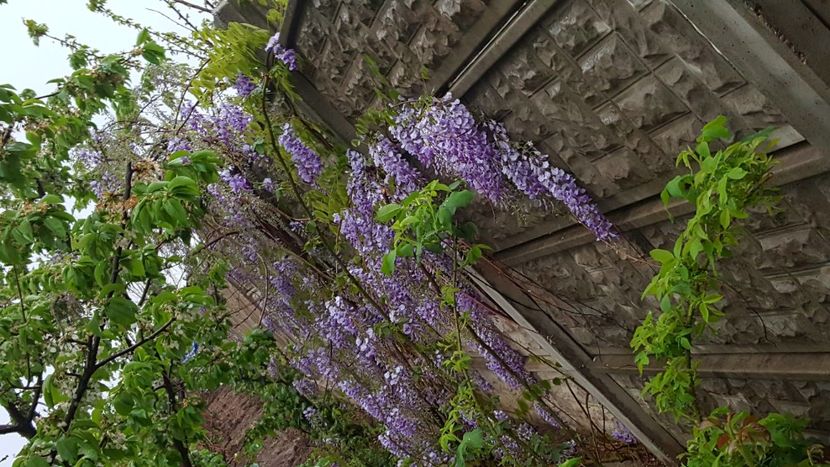  - Din gradina