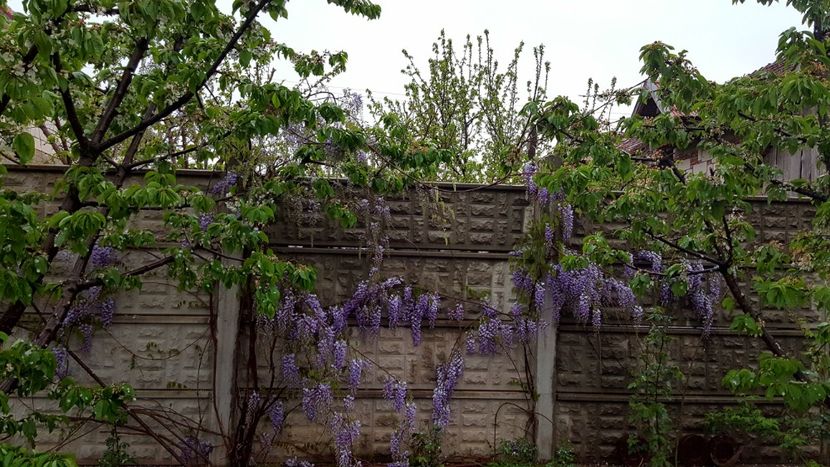  - Din gradina