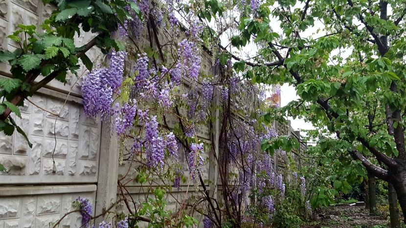  - Din gradina