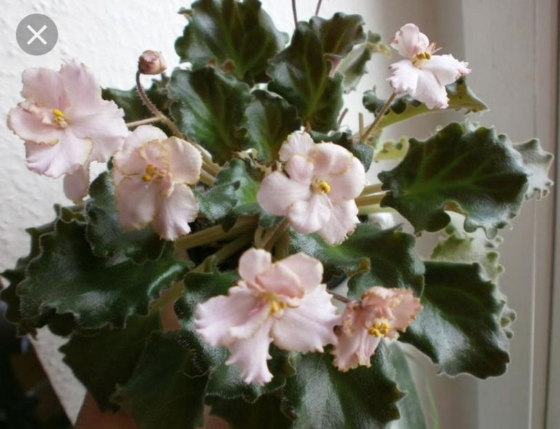 Poza net - Rob s Sarsparilla