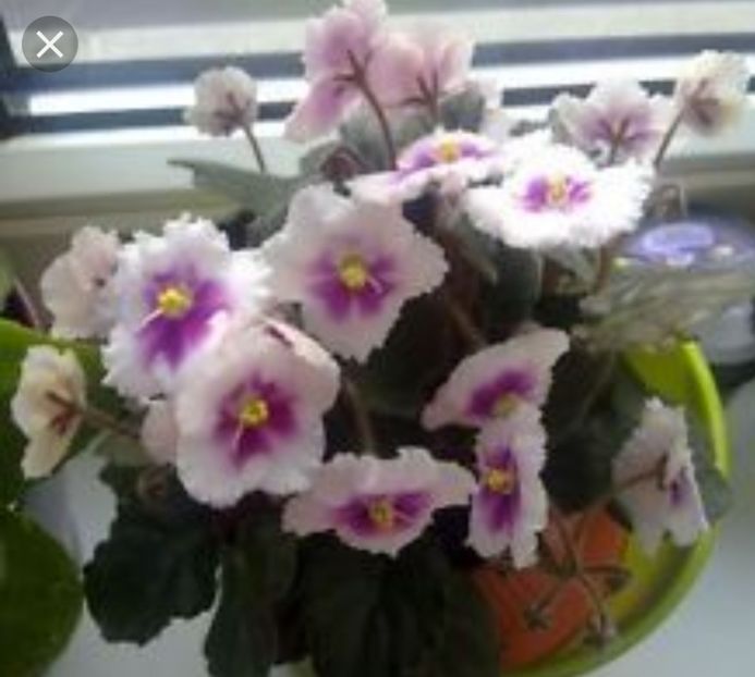 Poza net - Rob s Flim Flam