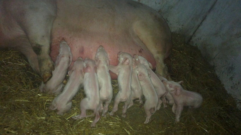  - PORCI LANDRACE 2019