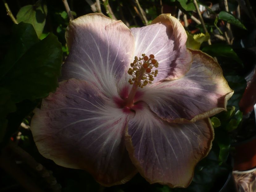 15.04.2019 - HIBISCUSI 2019-1