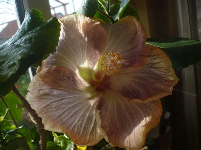 P1400904 - HIBISCUSI 2019-1