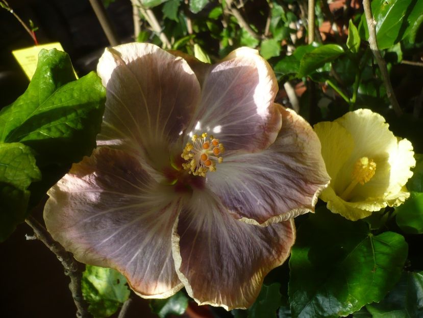 P1400905 - HIBISCUSI 2019-1