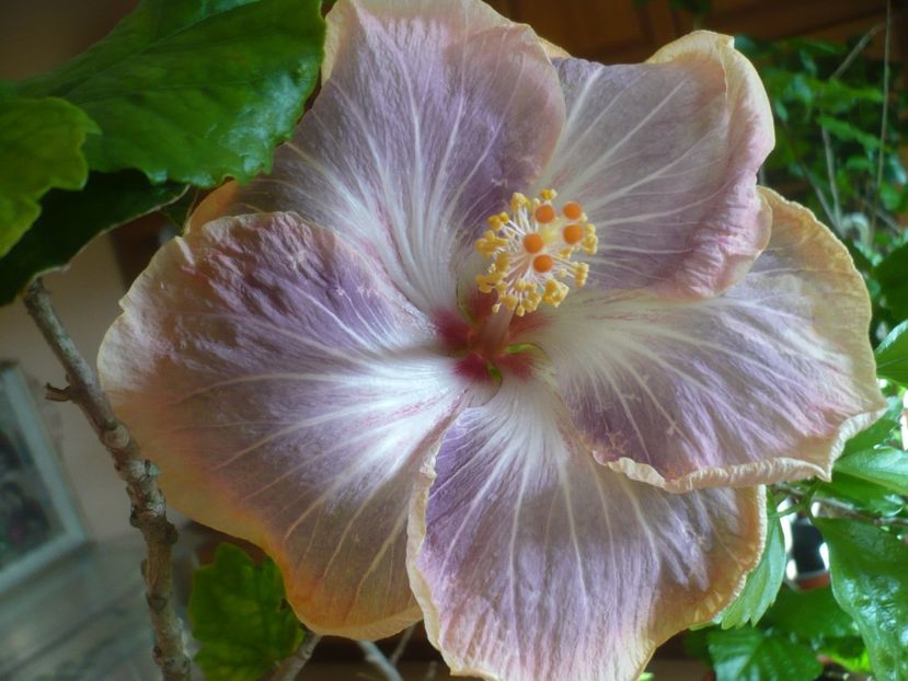 P1400912 - HIBISCUSI 2019-1