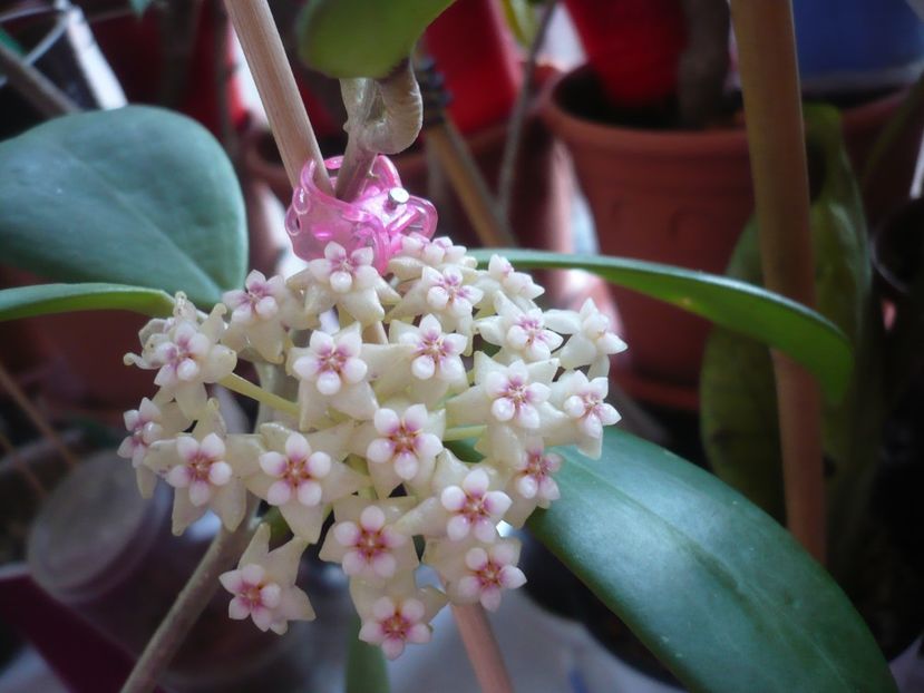 15.04.2019 - HOYA 2019