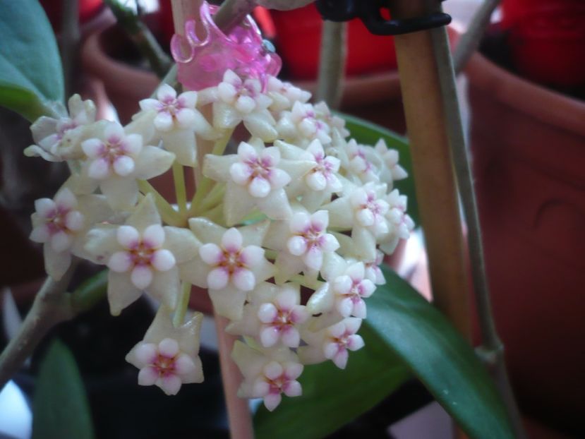 P1400916 - HOYA 2019