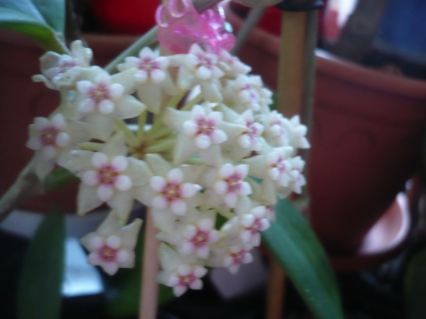 P1400918 - HOYA 2019