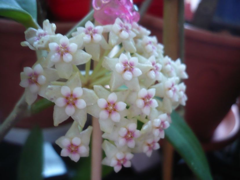 P1400919 - HOYA 2019