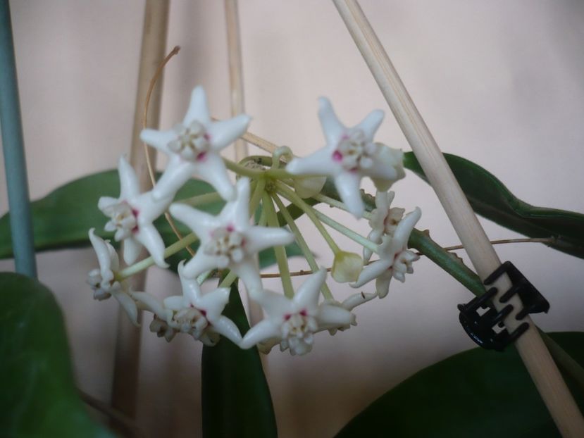 P1400921 - HOYA 2019