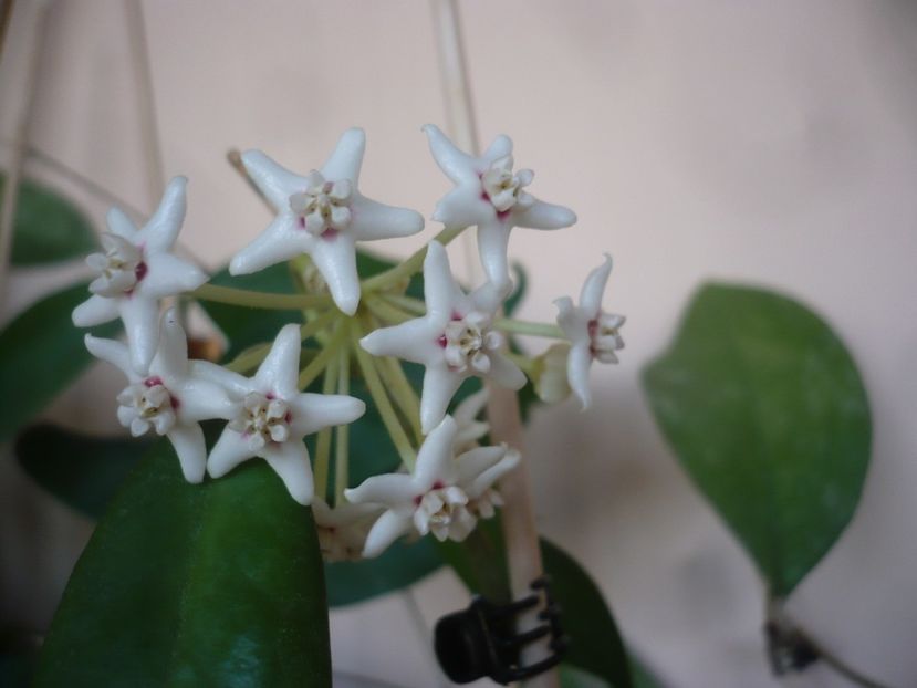 P1400923 - HOYA 2019