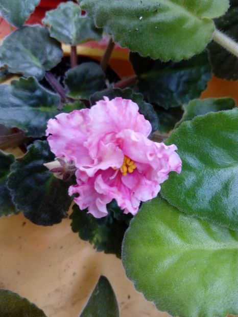 Aprilie 2019 - Sunkissed Rose