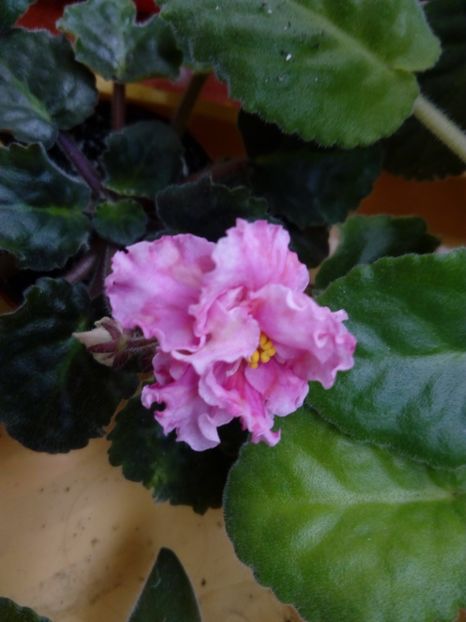 Aprilie 2019 - Sunkissed Rose