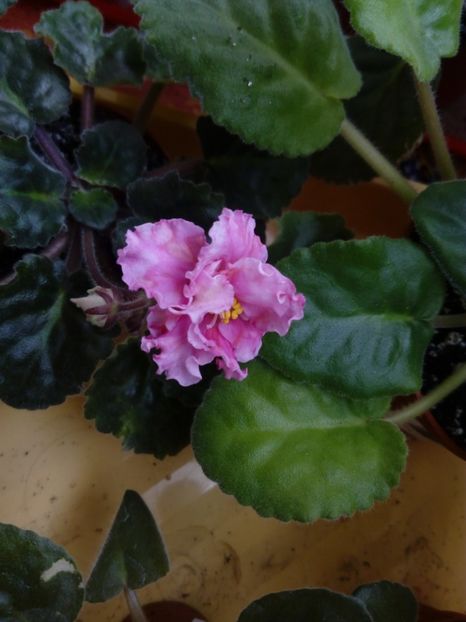 Aprilie 2019 - Sunkissed Rose