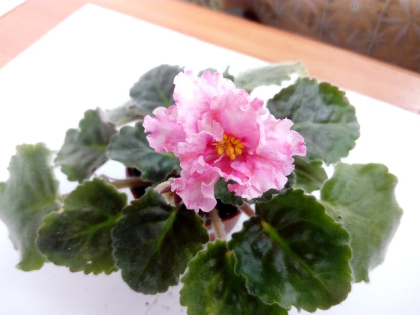 Aprilie 2019 - Sunkissed Rose