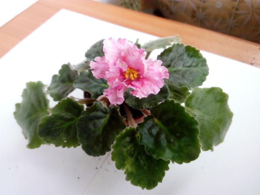 Aprilie 2019 - Sunkissed Rose