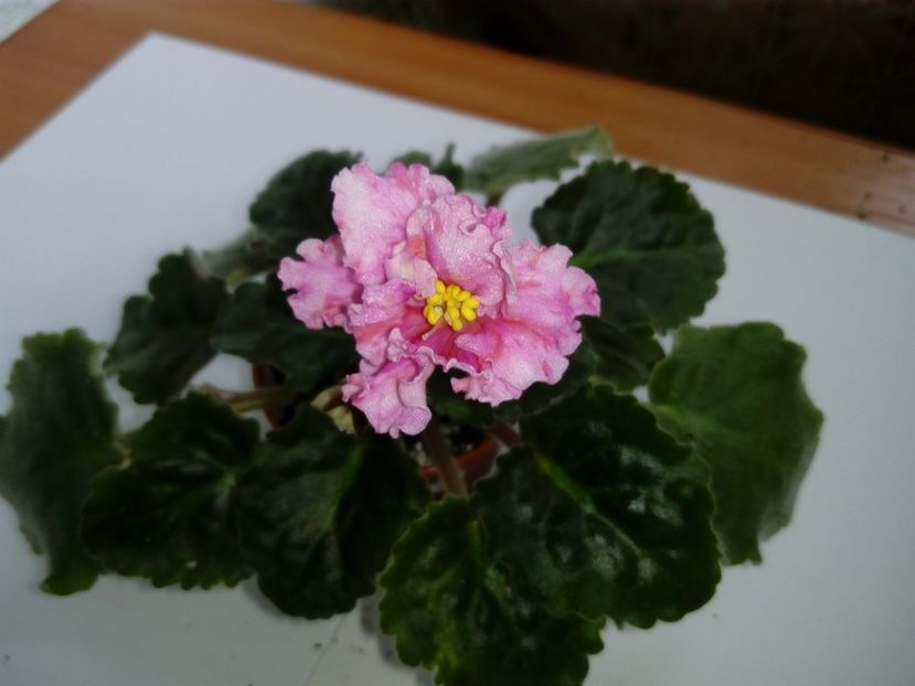 Aprilie 2019 - Sunkissed Rose