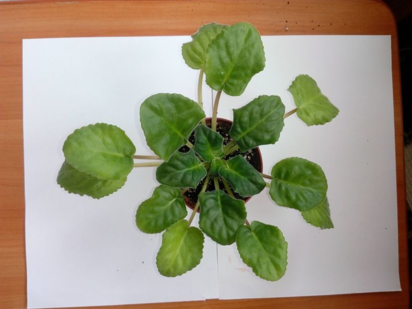 Aprilie 2019 - RS Gercoginia sau The Duchess