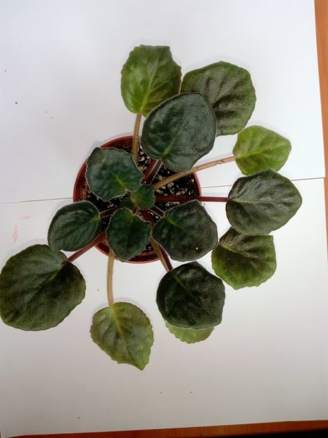 Aprilie 2019 - Strawberry Wave