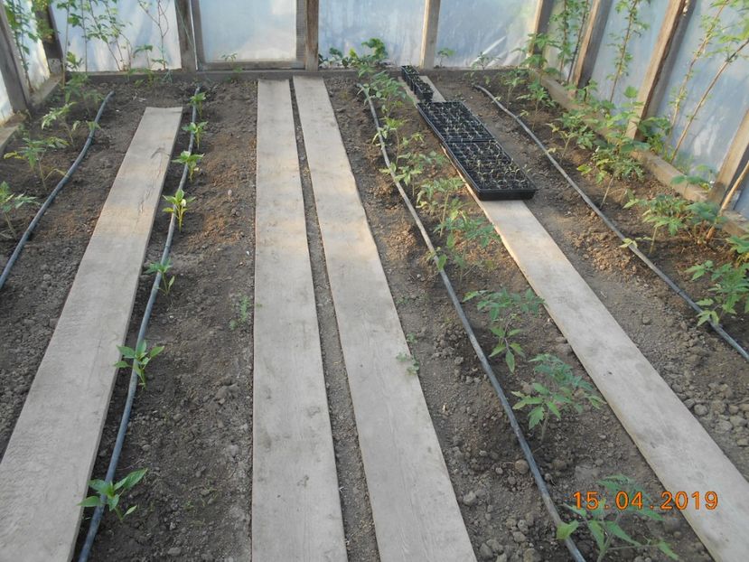  - 2Gradina de legume 2019