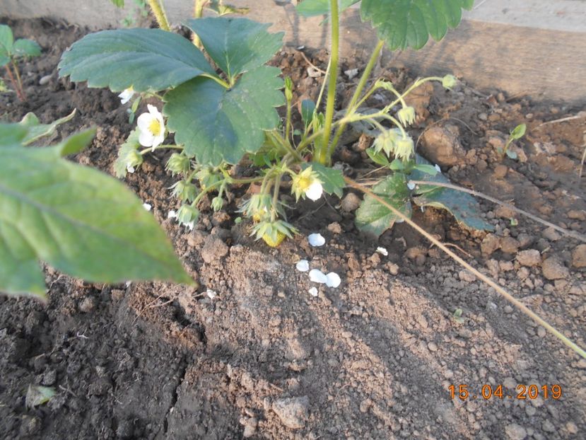  - 2Gradina de legume 2019