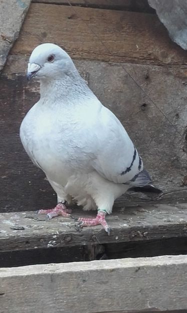 Aceiasi - Matca femele standard