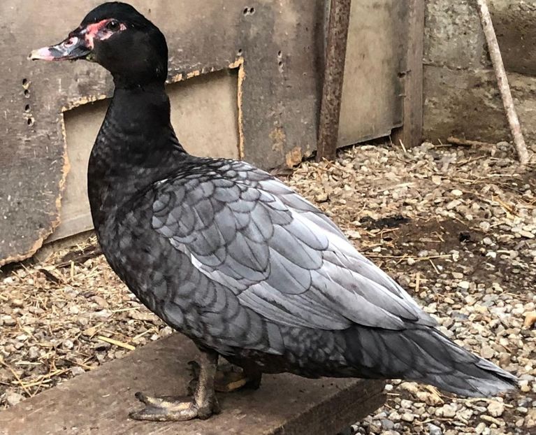  - Bomboane asortate 2018