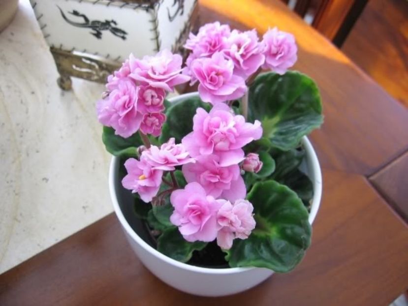 Rococo Rose - AA Violete in colecție poze net