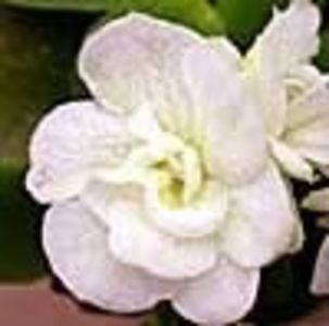 Lollipop - AA Violete in colecție poze net