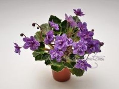 Milady - AA Violete in colecție poze net