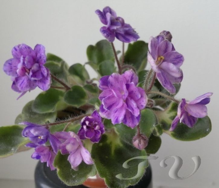 Milady - AA Violete in colecție poze net