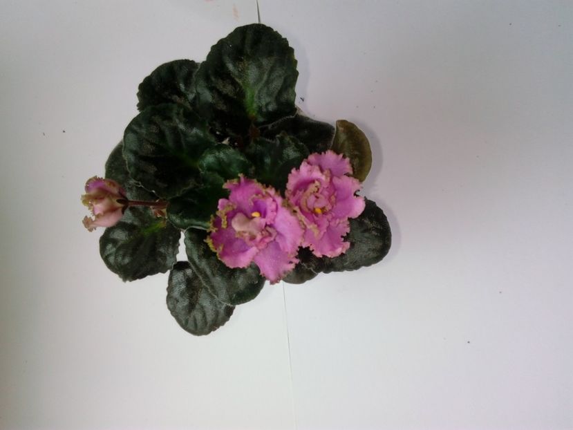 aprilie 2019 - ZZZ_LE Fuchsievoe Kruzhevo