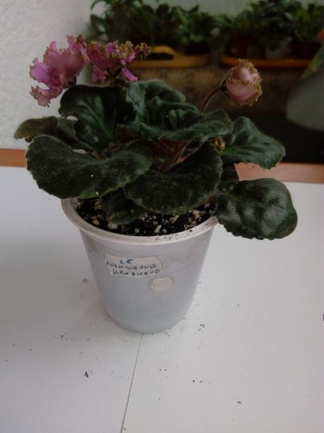 aprilie 2019 - ZZZ_LE Fuchsievoe Kruzhevo