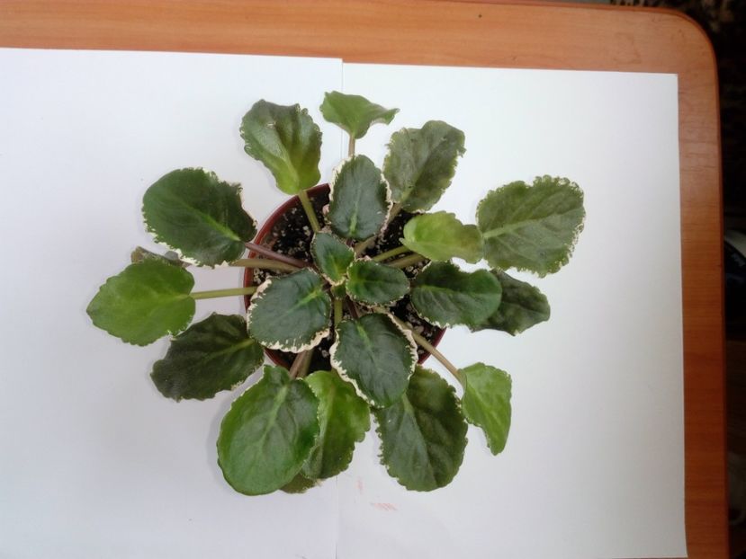 aprilie 2019 - ZZZ____EK Moulin Rouge