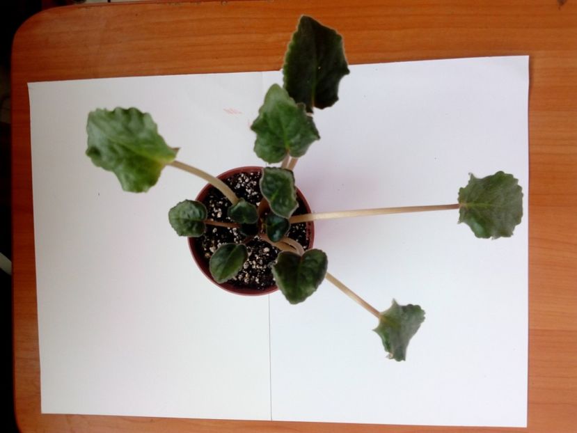 aprilie 2019 - ZZZ____Emergency