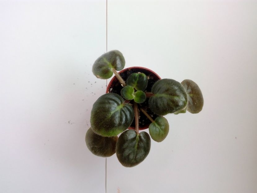 aprilie 2019 - ZZZ___Cathedral