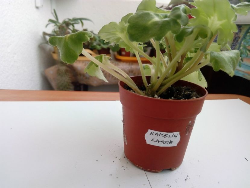 aprilie 2019 - ZZZ____Ramblin Lassie out