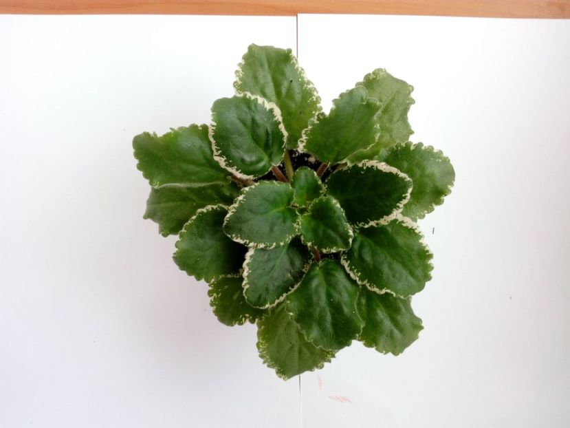 aprilie 2019 - ZzZ_LE Karusel