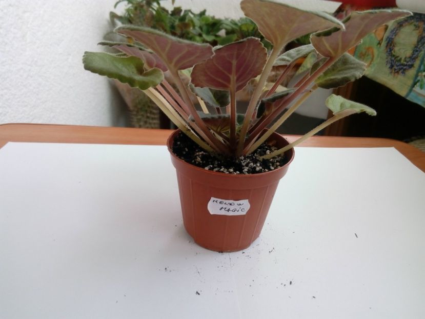 aprilie 2019 - ZZZ_Mellow Magic