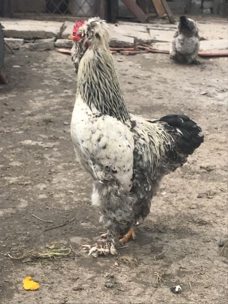 D627EA55-1138-4C9B-BDBA-1FA4B9E407A3 - gaini motate 2019