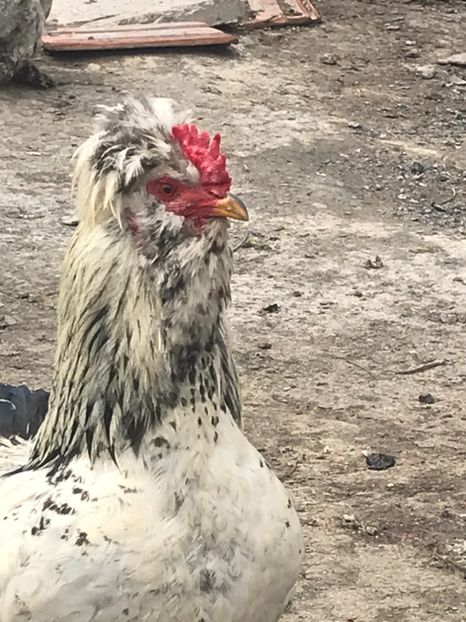 37285F2E-F3FE-4240-A241-D4F4C72788E8 - gaini motate 2019