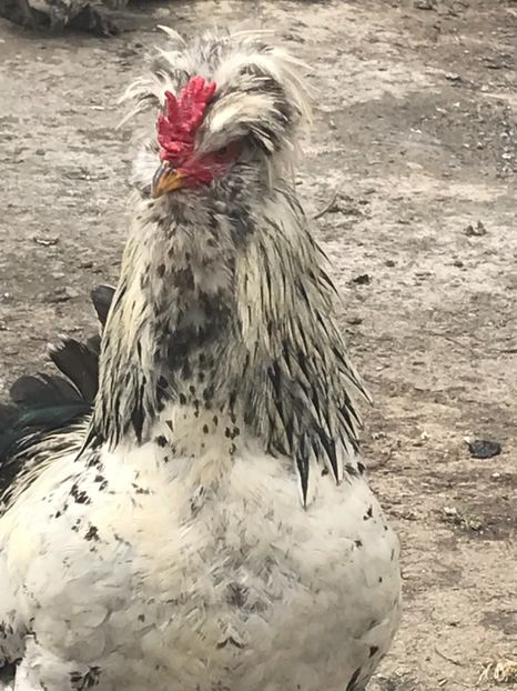 0EC03A78-DBC8-409F-B618-9703EBBB6D34 - gaini motate 2019