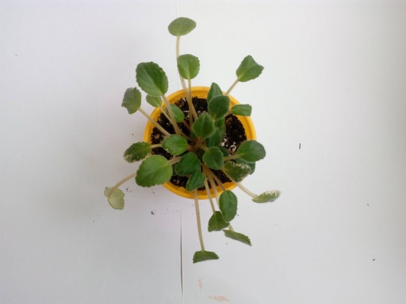 aprilie 2019 - ZZZ______Mac s Scarlett O Hara