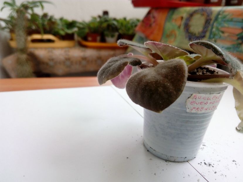 aprilie 2019 - Buckeye Evermore Freckles