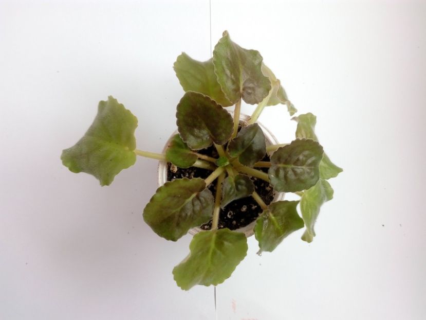 aprilie 2019 - Rozovaia Pantera