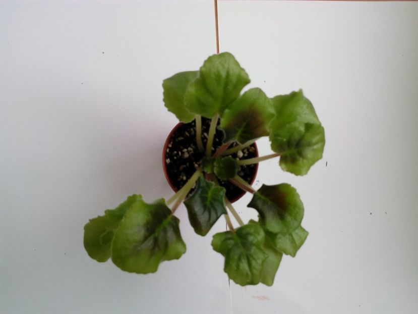 aprilie 2019 - ZZZ_____LE Mozaika sp