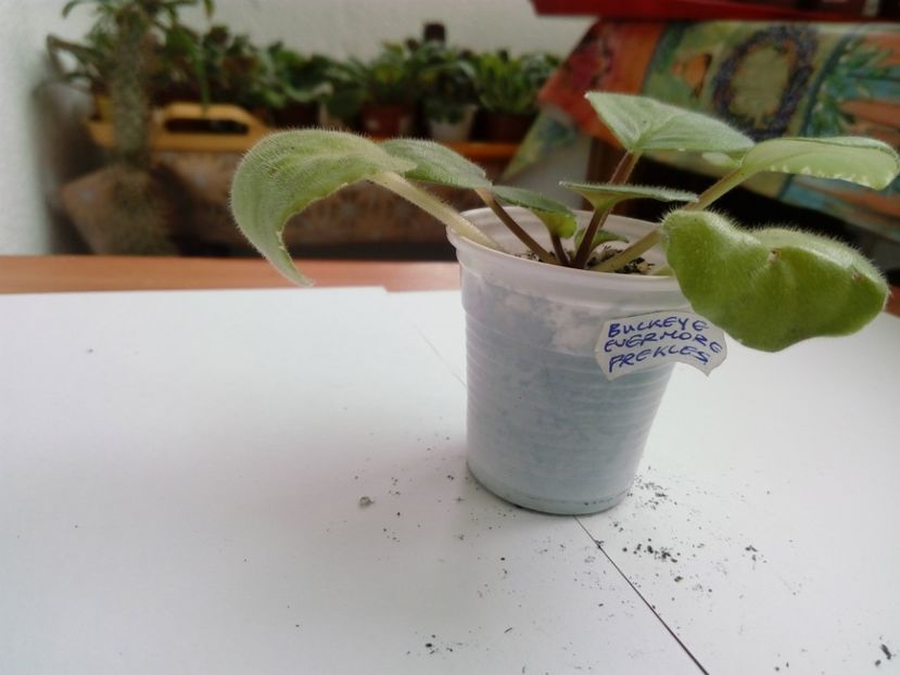 aprilie 2019 pui - Buckeye Evermore Freckles