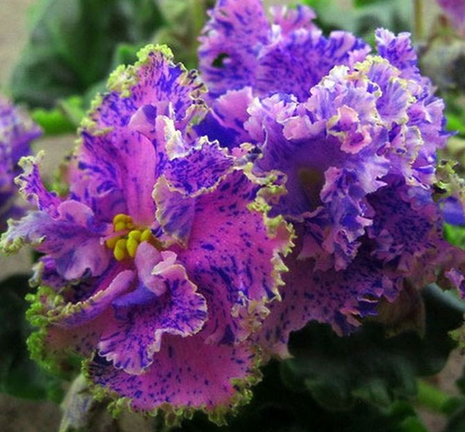 foto net - ZZZ____LE Kassiopea