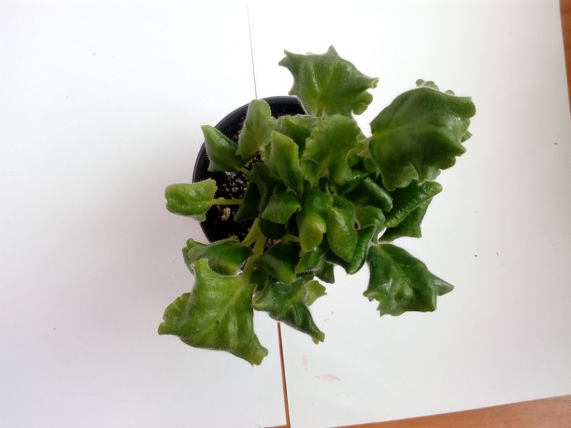 aprilie 2019 - ZZZ____LE Kassiopea